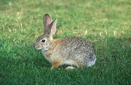 rabbit