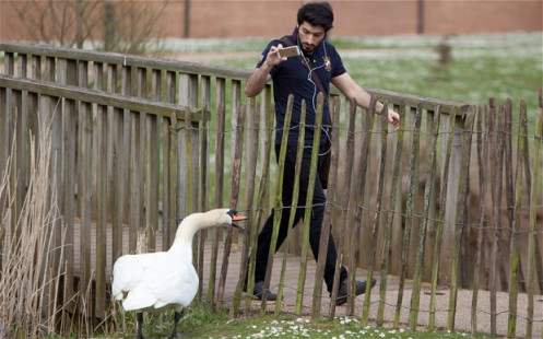 swan_2878863b